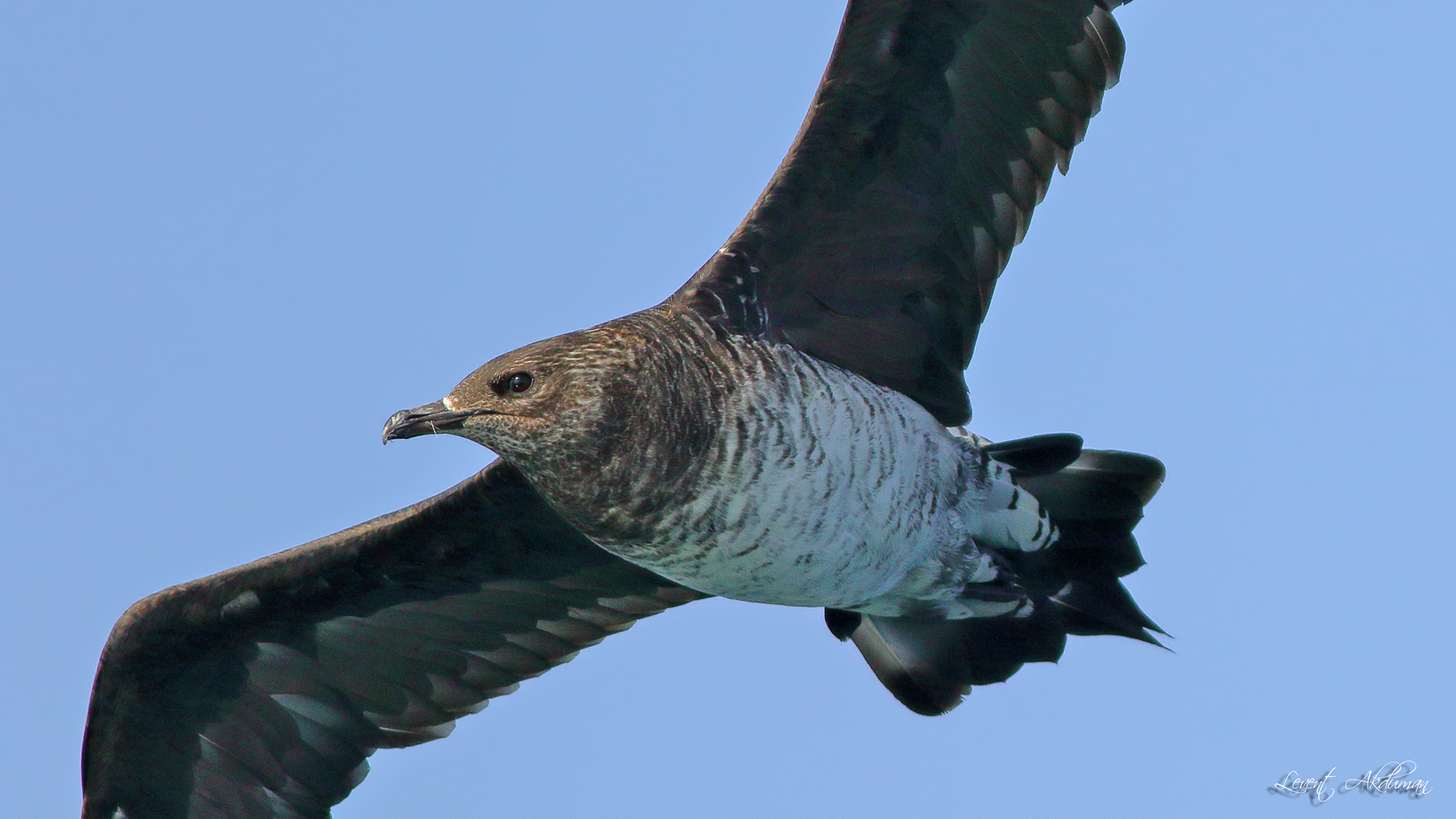 Parasitic Jaeger